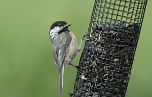 Vogelfütterung