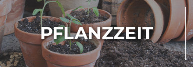 Themenwelt Pflanzzeit