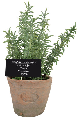 12 Stück Esschert Design Kunststoffpflanze Thymian im Topf, Größe L, ca. 11 cm x 11 cm x 19 cm L | Thymian