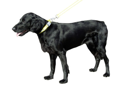 Flash & Reflex Hunde Halsband gelb 