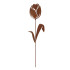 Tulpe 