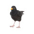 Amsel 